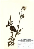 藏品(黃花三七草)的圖片